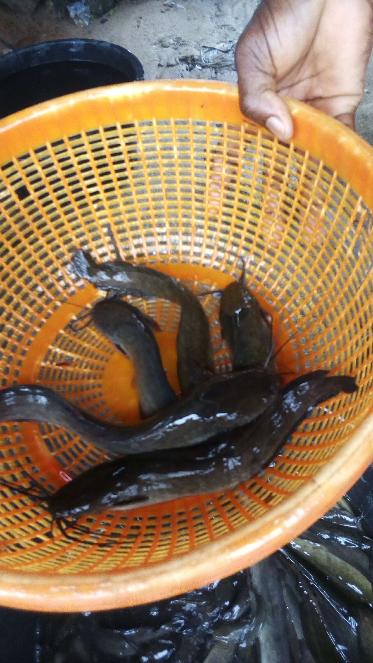 African predatory catfish
