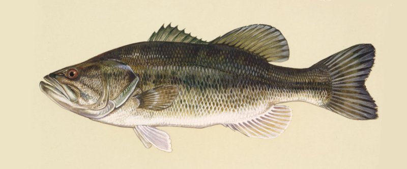 Largemouth bass