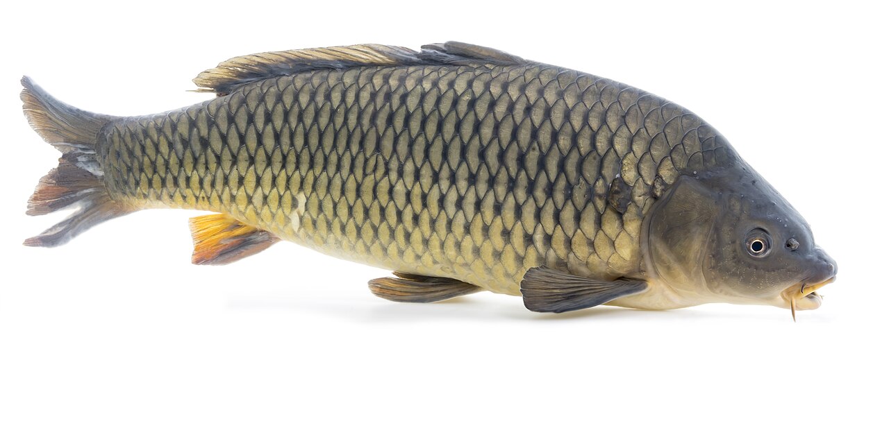 Carp
