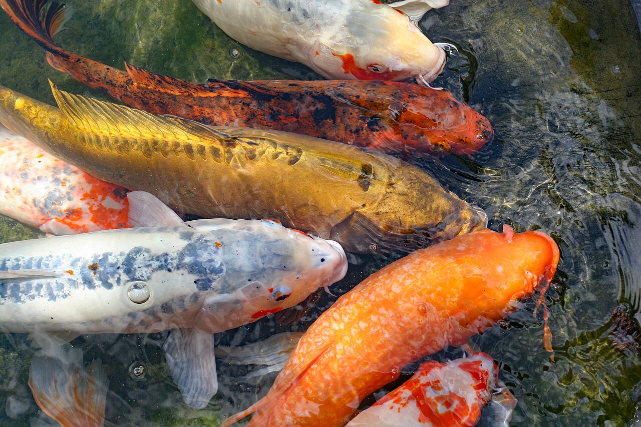 Koi carp