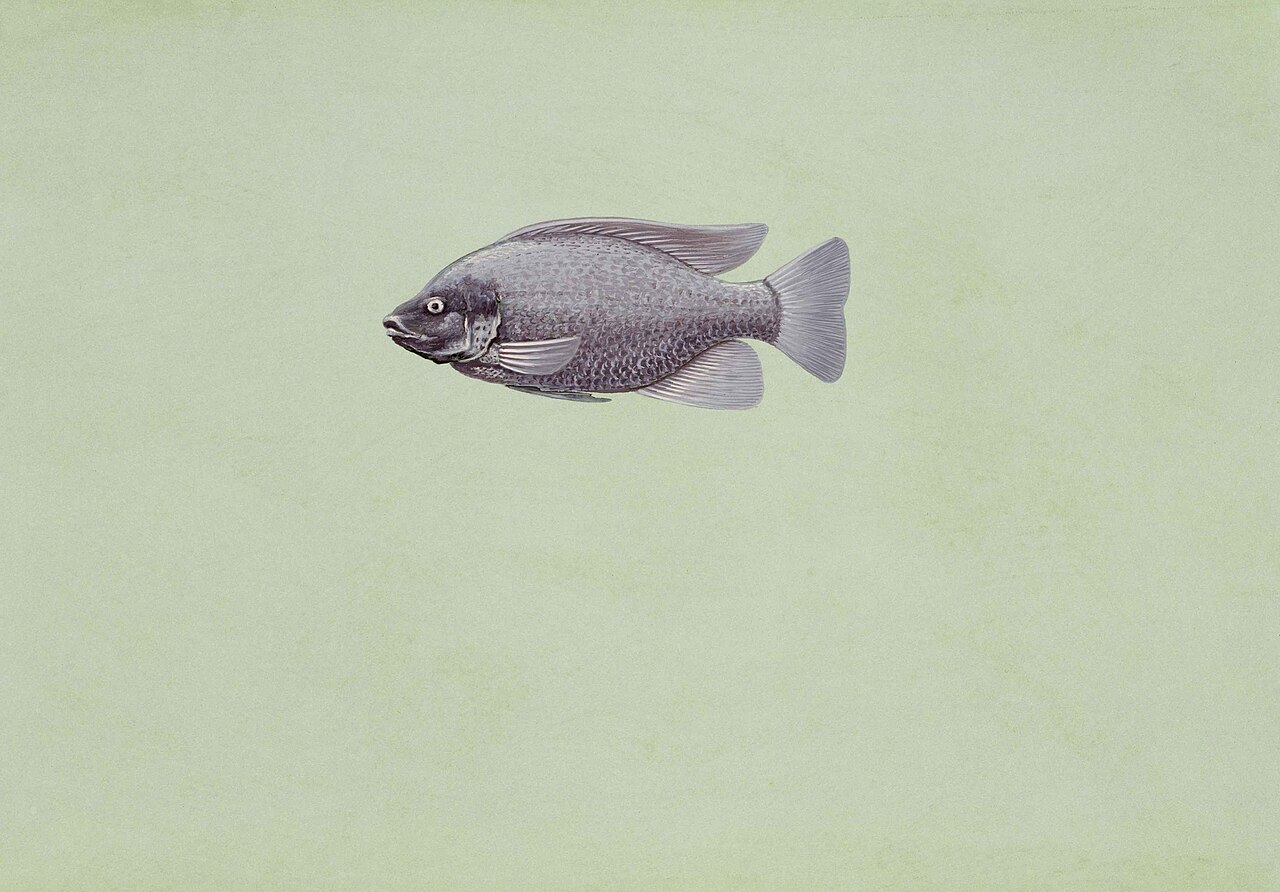 Nile tilapia
