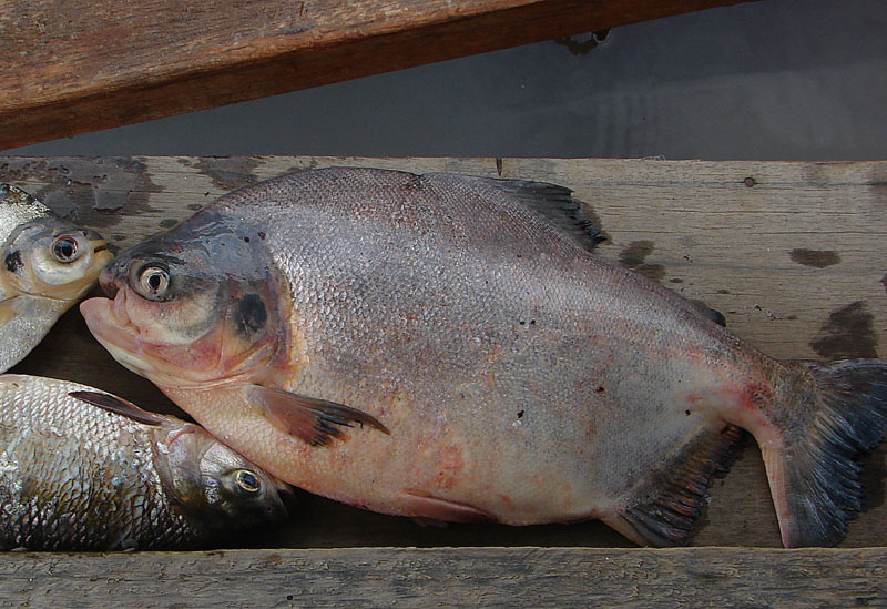 Pacu Piaractus brachypomus