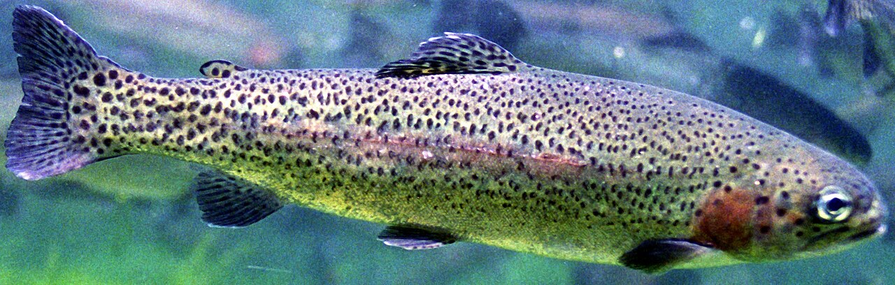 Rainbow trout