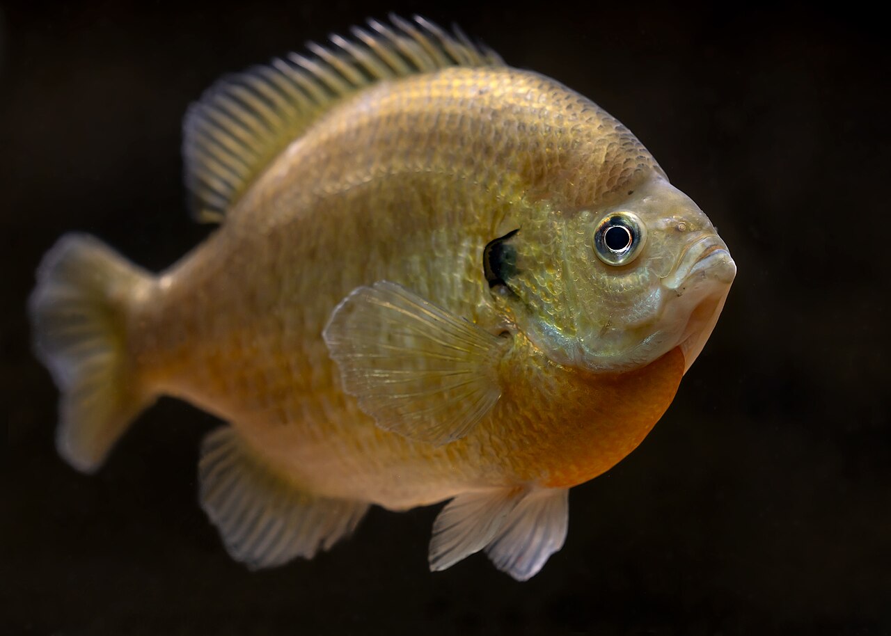 Sunfish Bluegill
