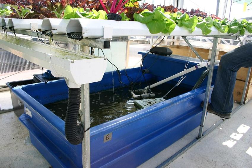 Vielfältiger Pflanzenanbau in der Aquaponik