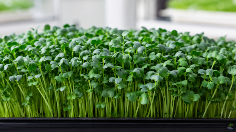 Cultivo denso de microbrotes verdes de brócoli en una bandeja