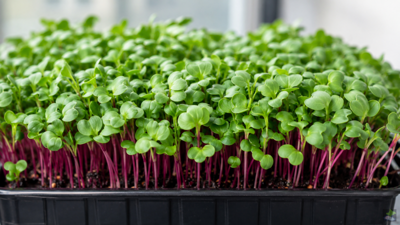 Dichter Bestand erntereifer Radieschen-Microgreens mit rot-violetten Stielen