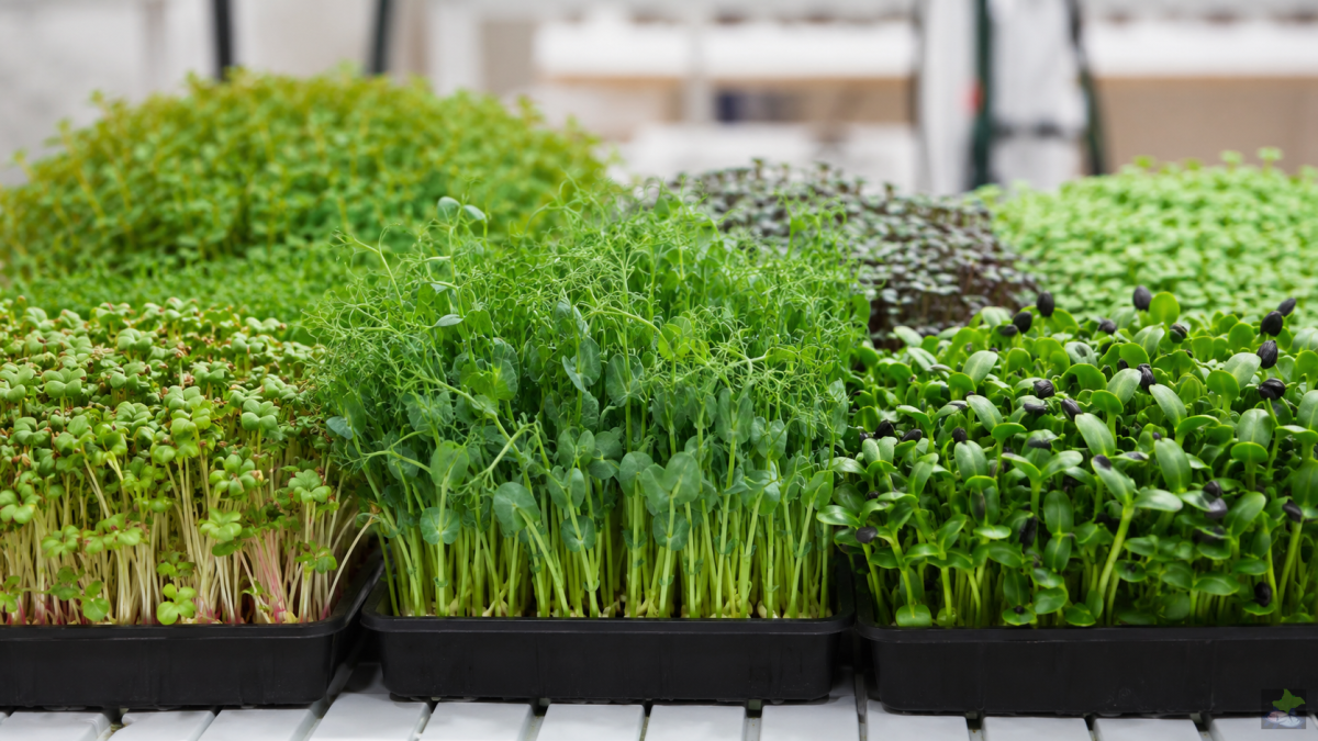 Distintos microbrotes en bandejas de cultivo